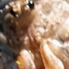 Phalangium opilio